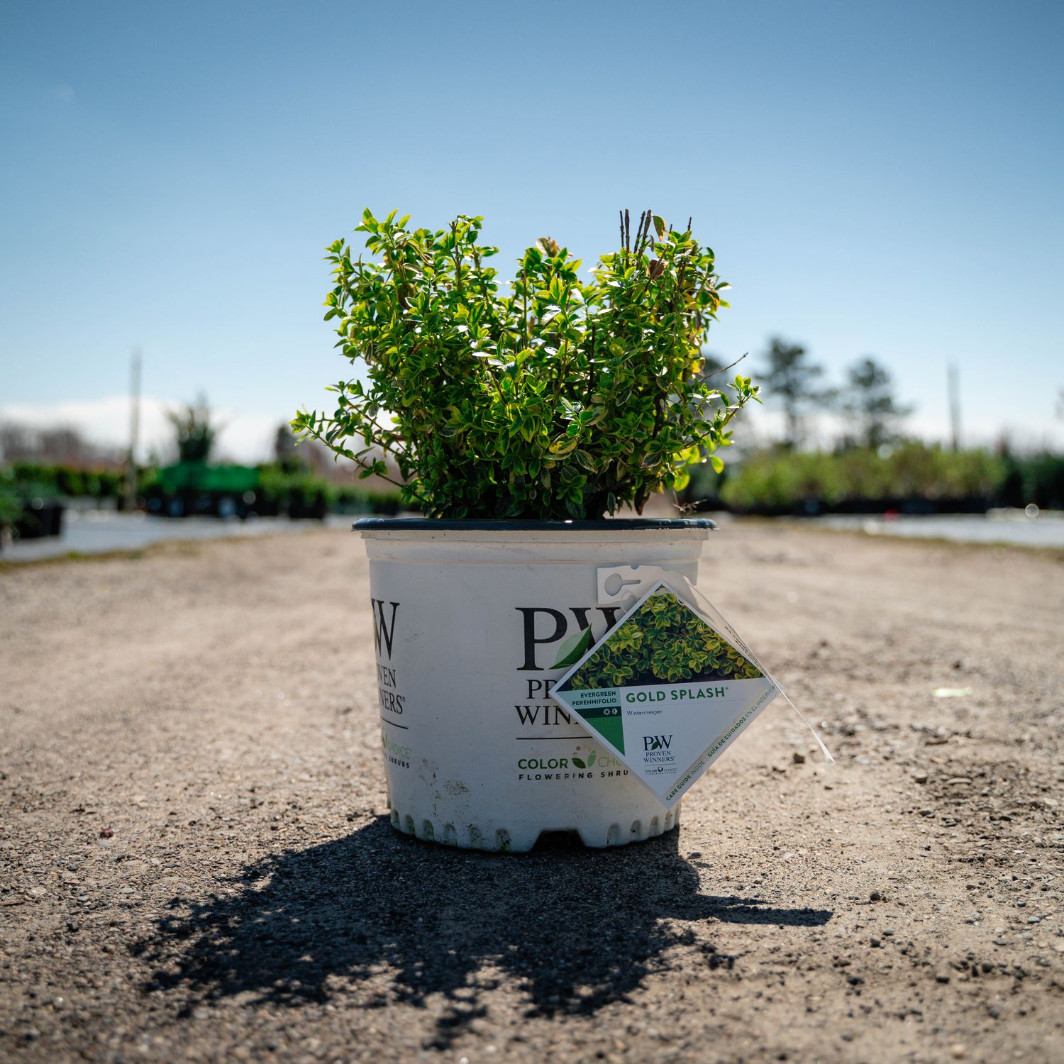 EUONYMUS, GOLD SPLASH, #3