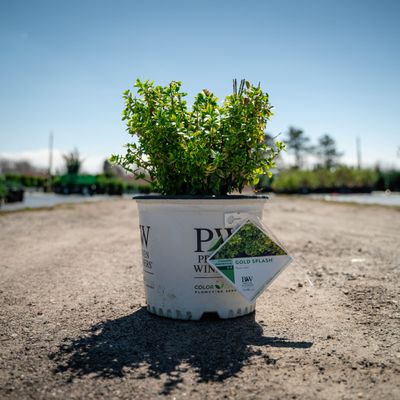 EUONYMUS, GOLD SPLASH, #3