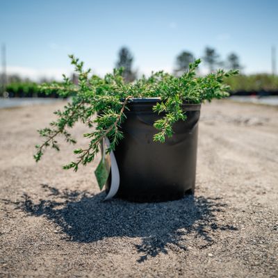 JUNIPER, BLUE PACIFIC, #3