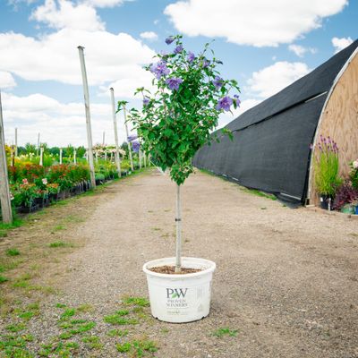 ROSE OF SHARON, BLUE CHIFFON, #7 TF