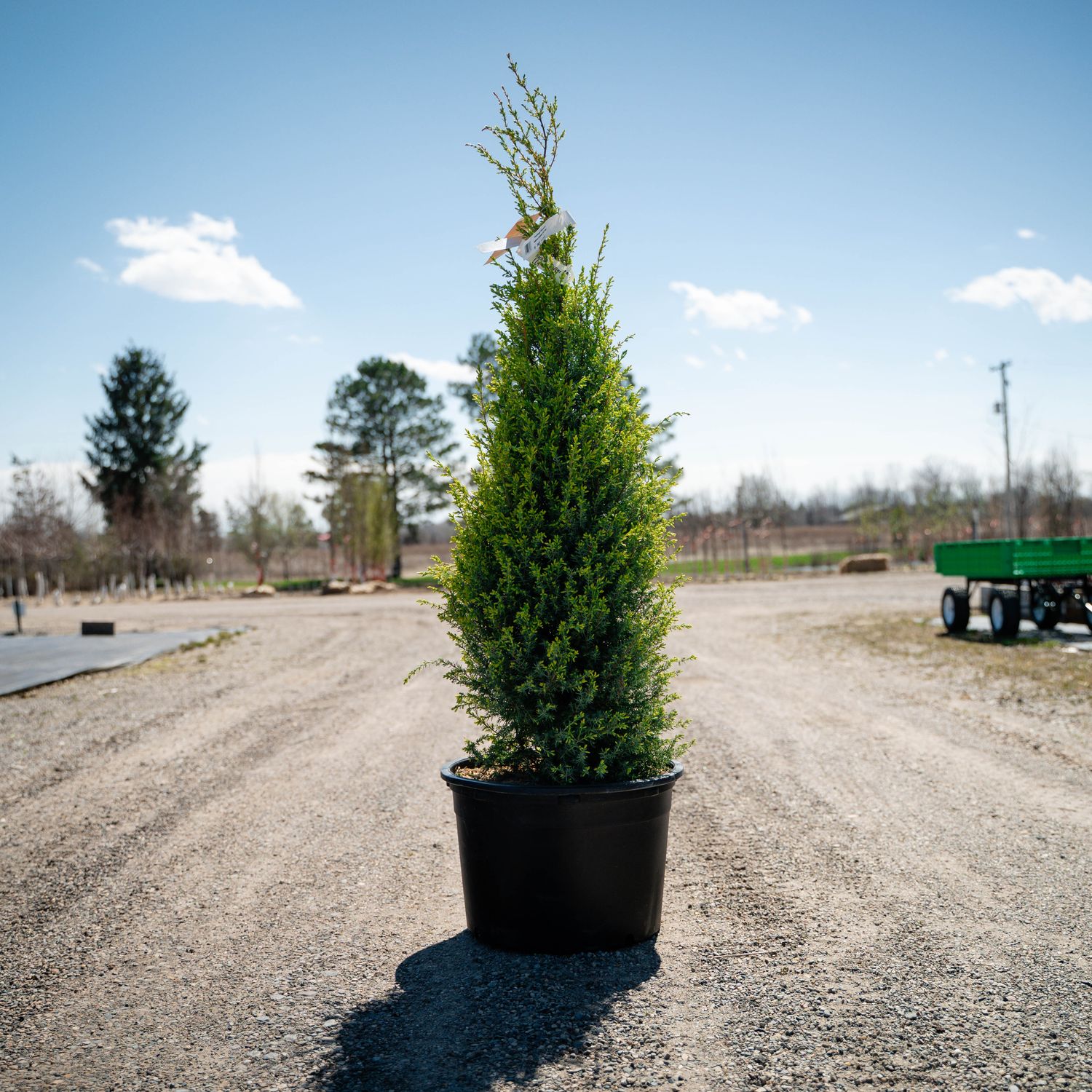 JUNIPER, GOLD CONE, #7