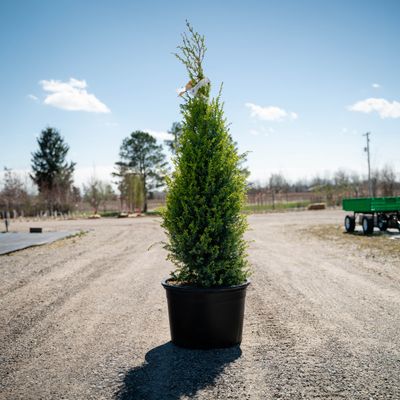 JUNIPER, GOLD CONE, #7