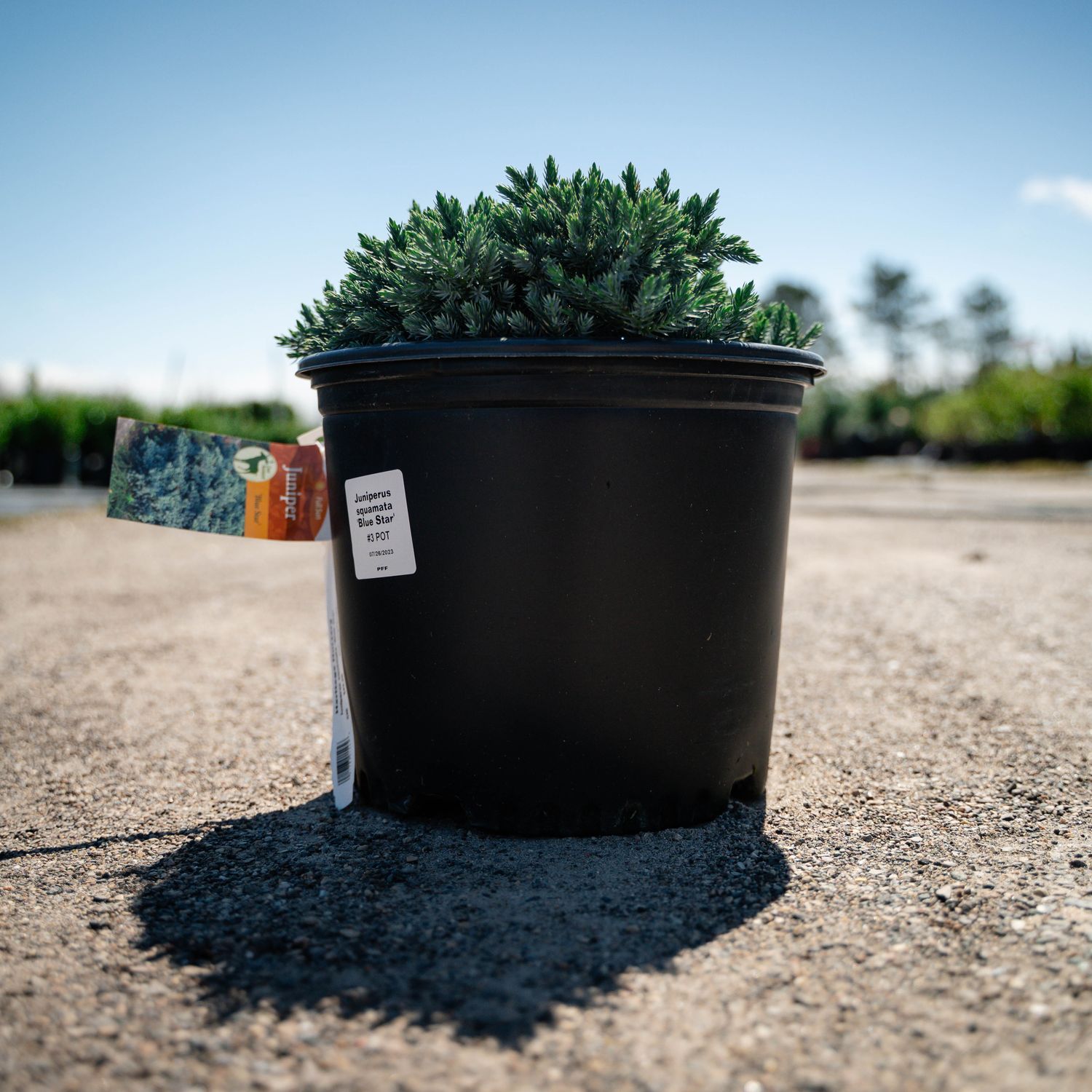 JUNIPER, BLUE STAR, #3