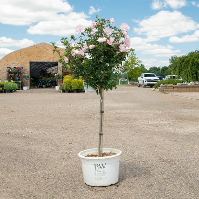ROSE OF SHARON, PINK CHIFFON, #7 TF