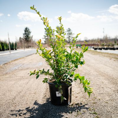 PRIVET, GOLDEN VICARY, #3