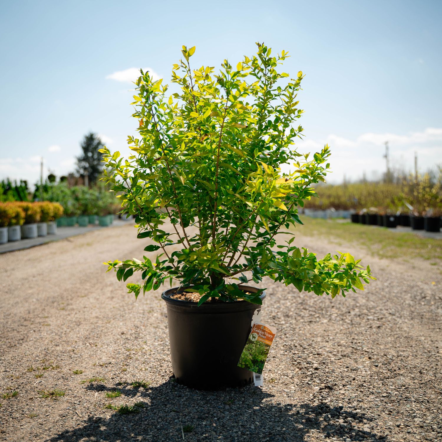 PRIVET, GOLDEN VICARY, #3