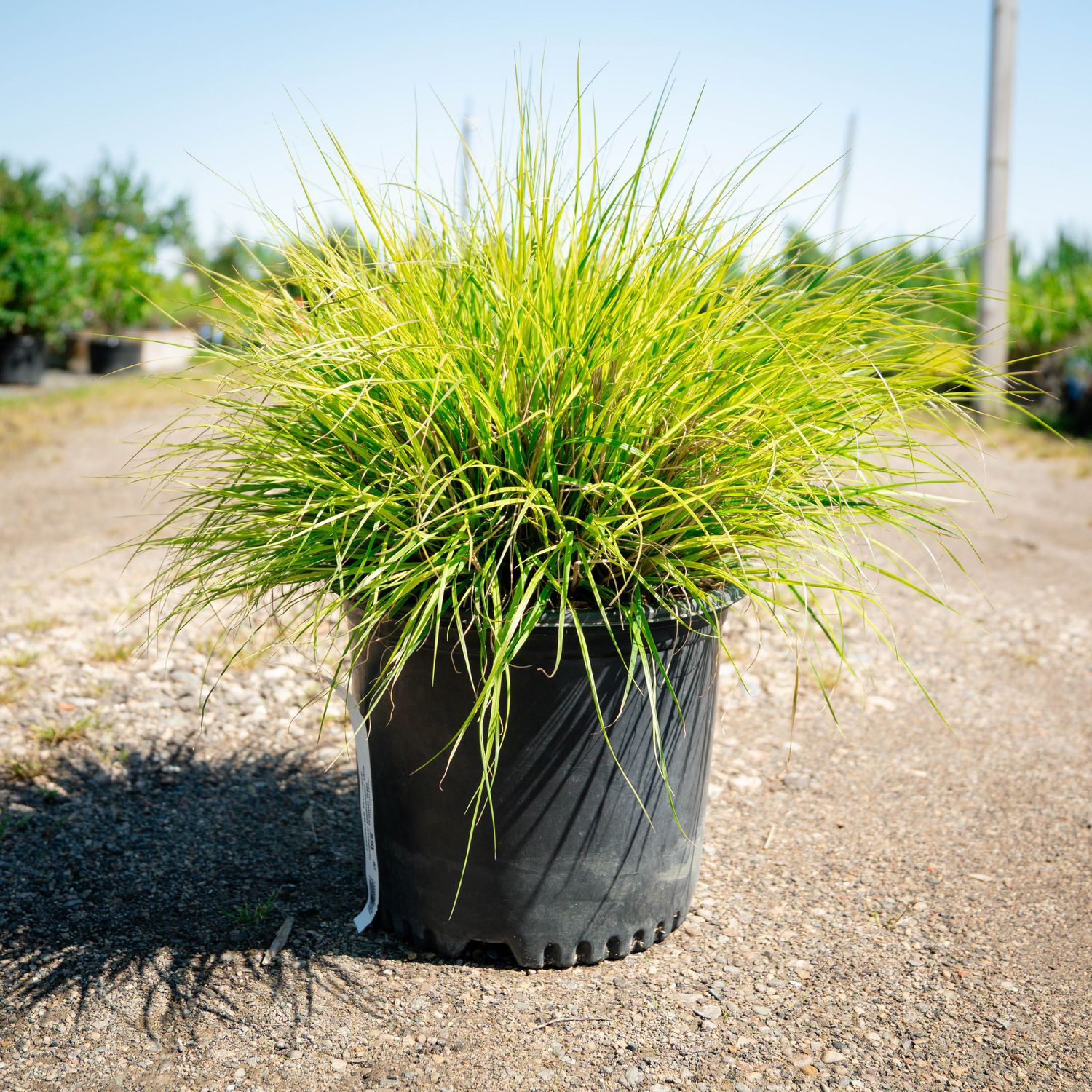 FOUNTAIN GRASS, LITTLE BUNNY, #3