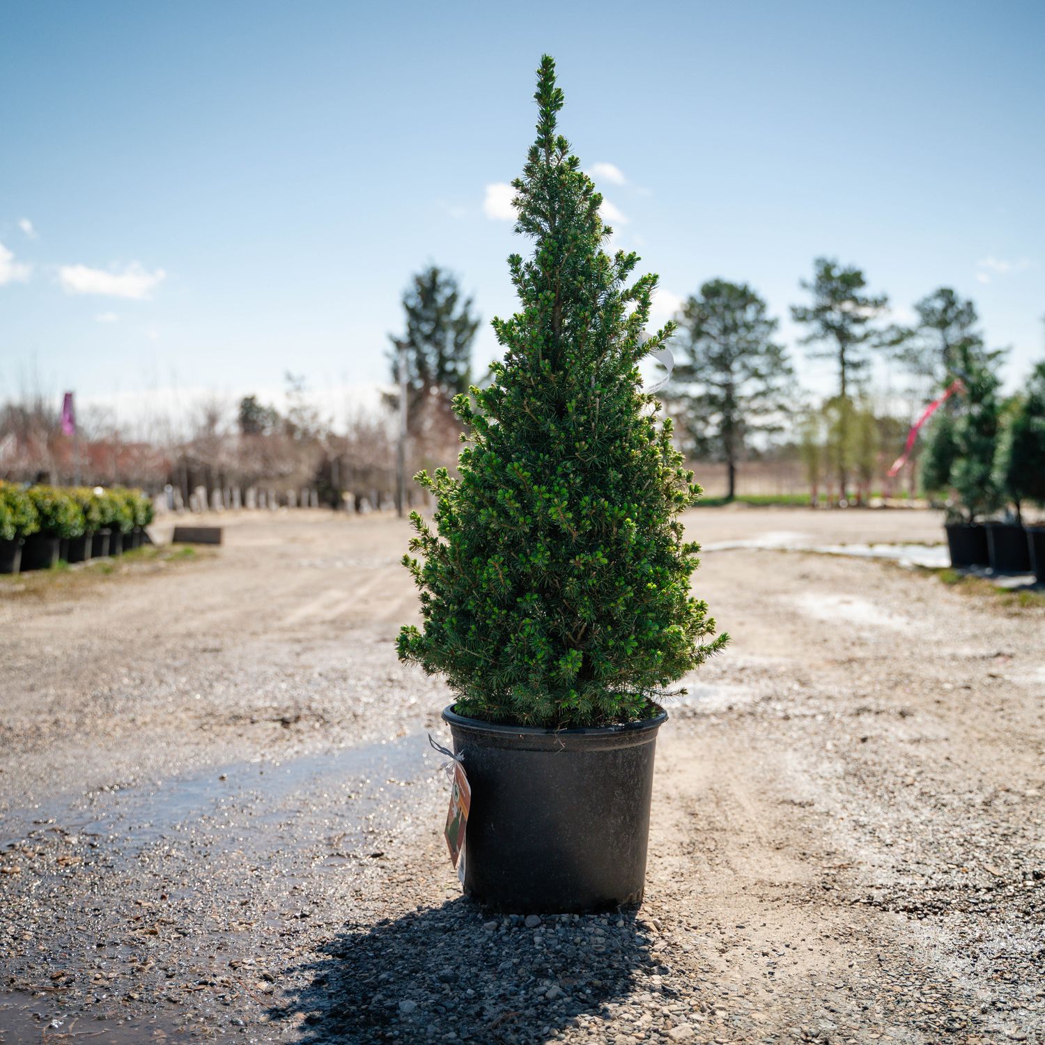 DWARF ALBERTA SPRUCE, #3