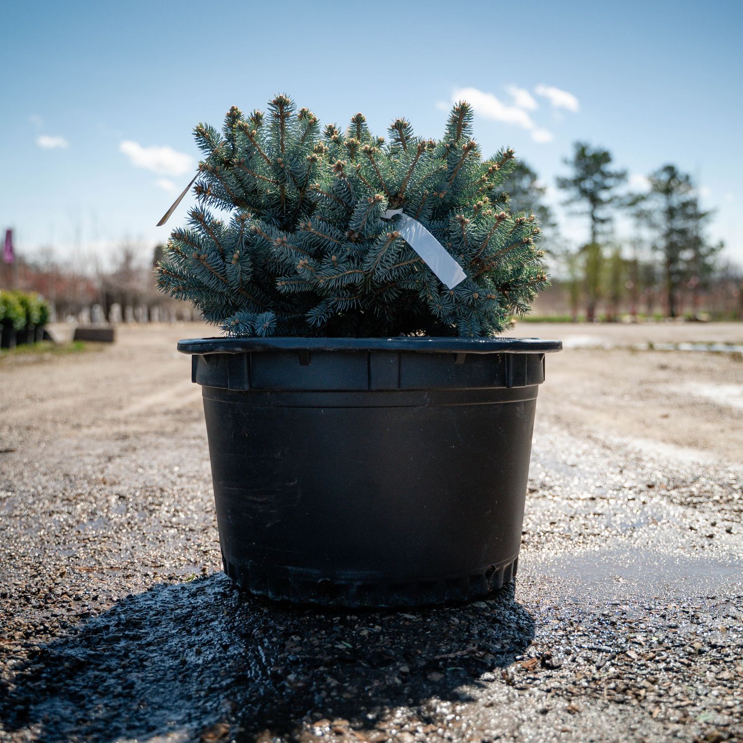 BLUE SPRUCE, GLOBE, #10