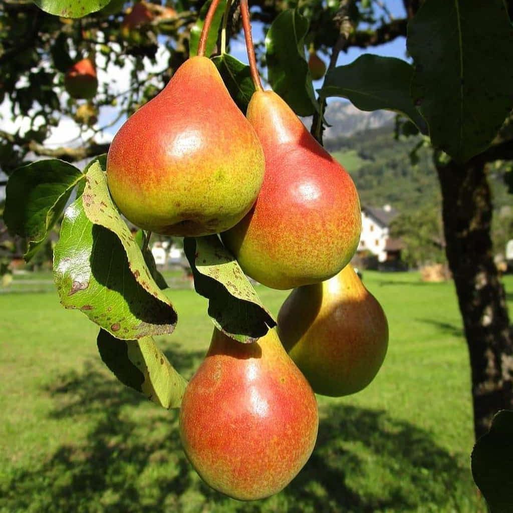PEAR. MOONGLOW, #10