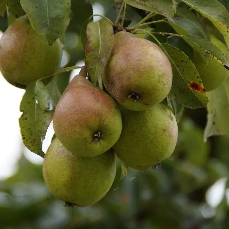 PEAR, KIEFFER, #10