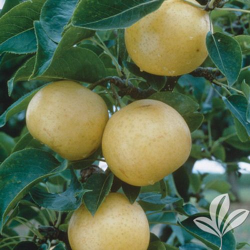 PEAR, ORIENT, #10