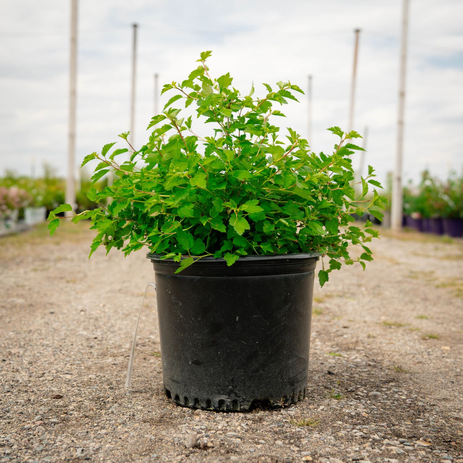 ALPINE CURRANT, GREEN MOUND, #3