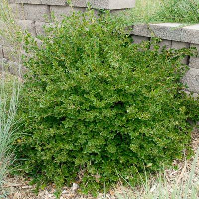 ALPINE CURRANT, GREEN MOUND #3