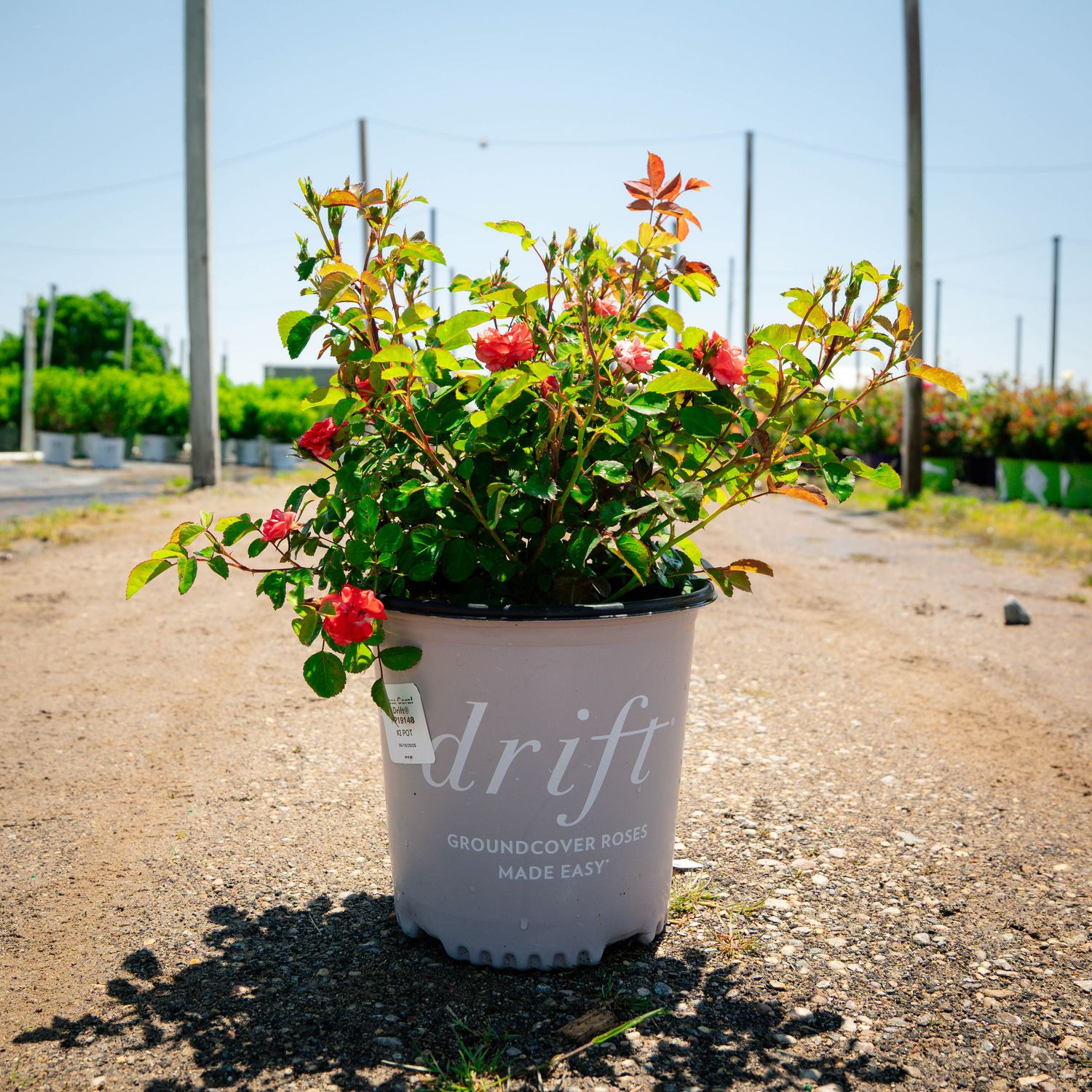 ROSE, CORAL DRIFT, #3