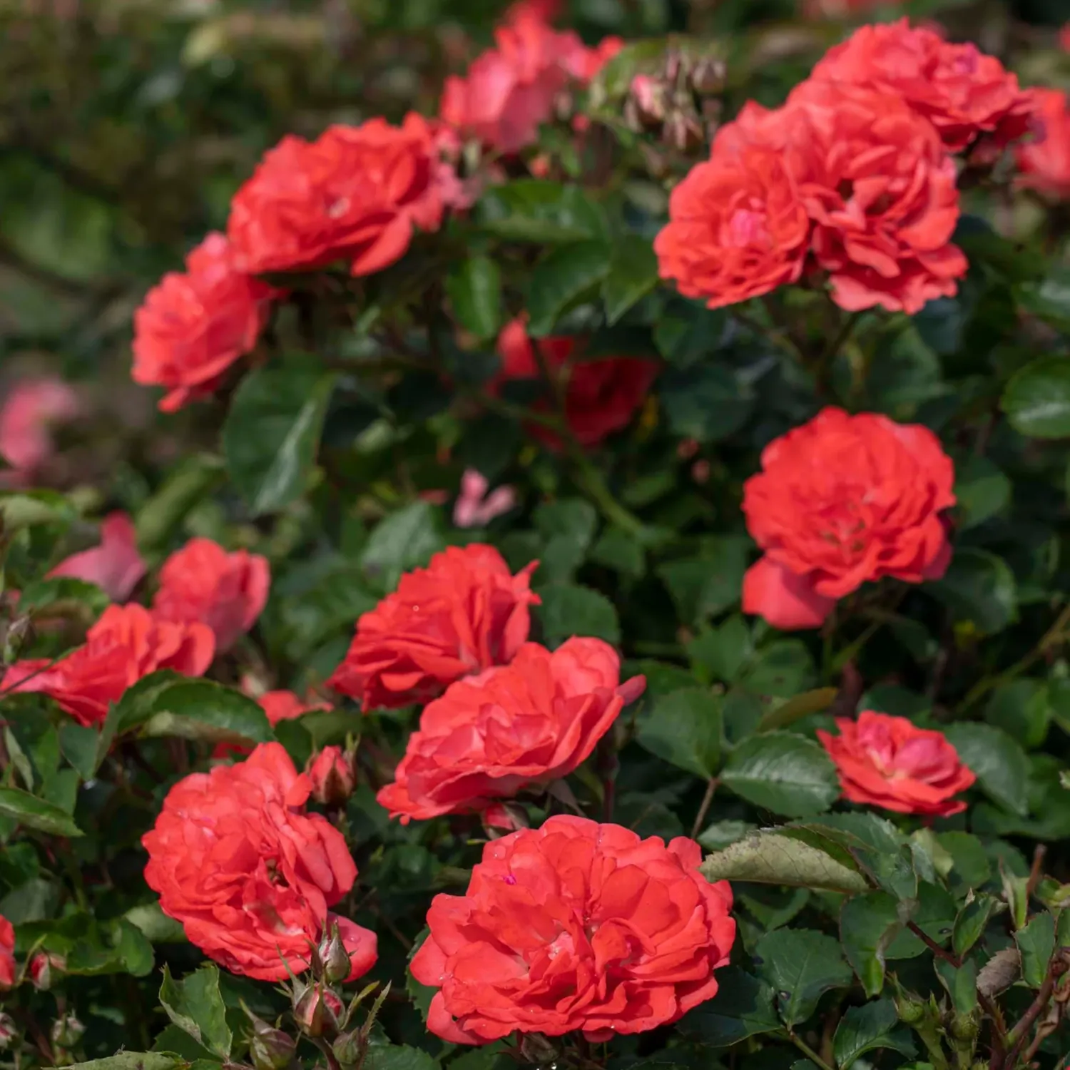 ROSE, CORAL DRIFT, #2