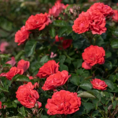 ROSE, CORAL DRIFT, #2