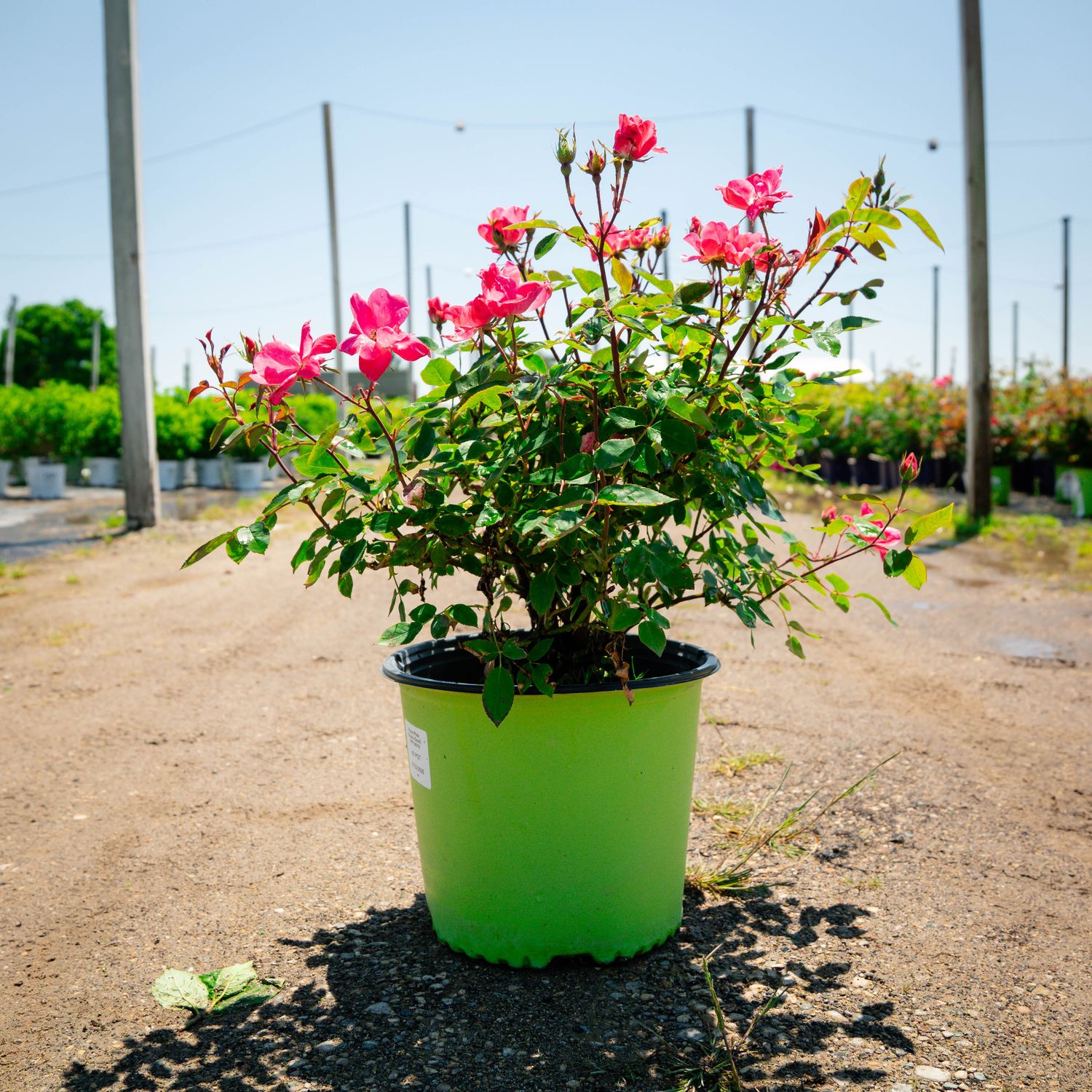 ROSE, PINK KNOCKOUT, #3