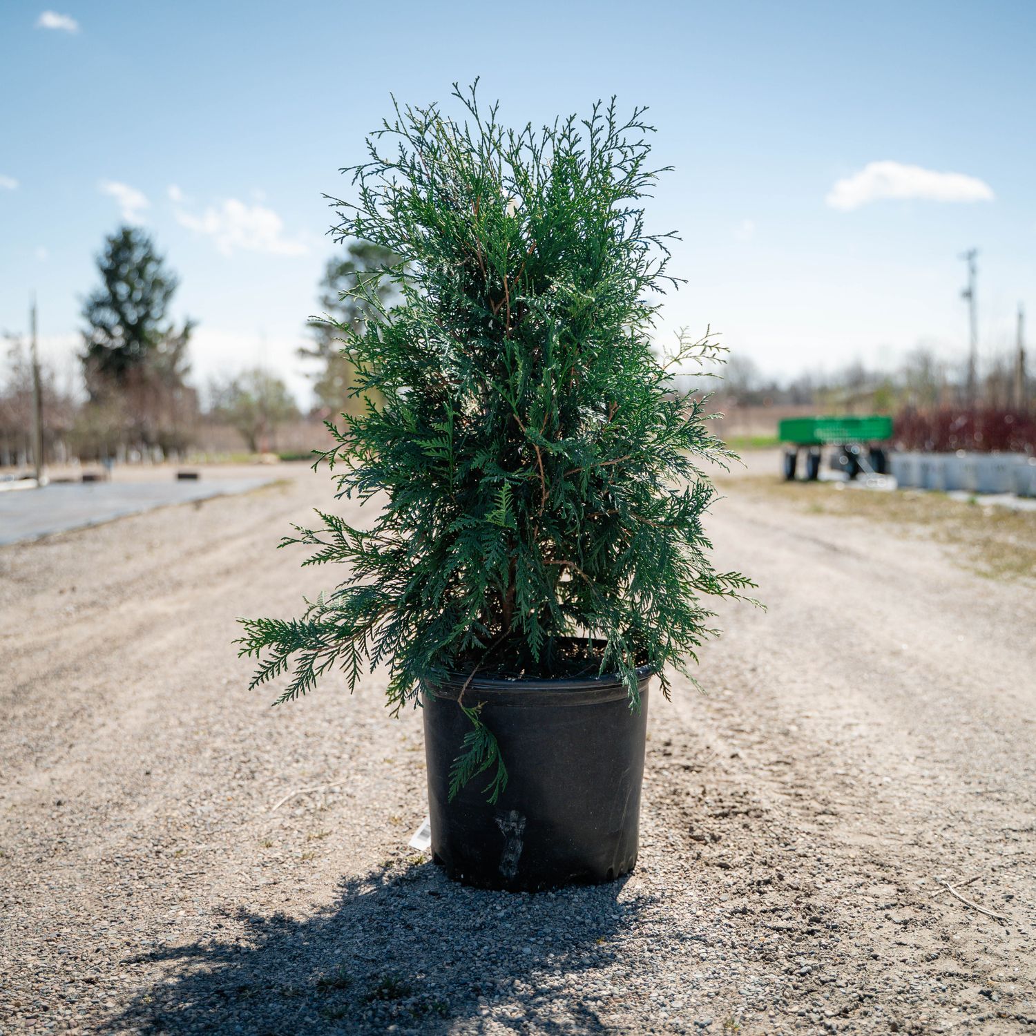 ARBORVITAE, TECHNY, #3