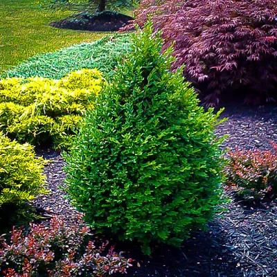 BOXWOOD, GREEN MOUNTAIN, #10