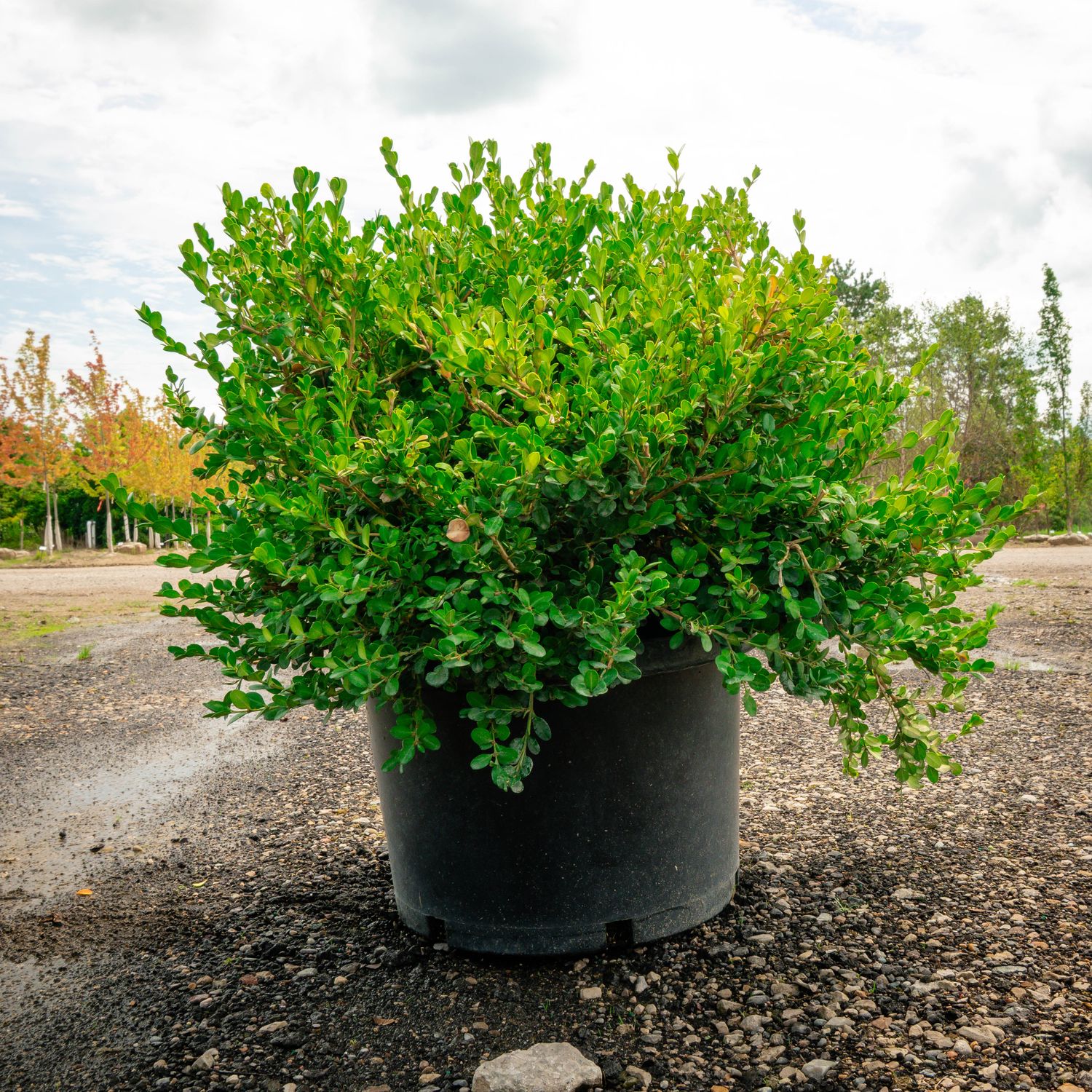 BOXWOOD, WINTER GEM, #10