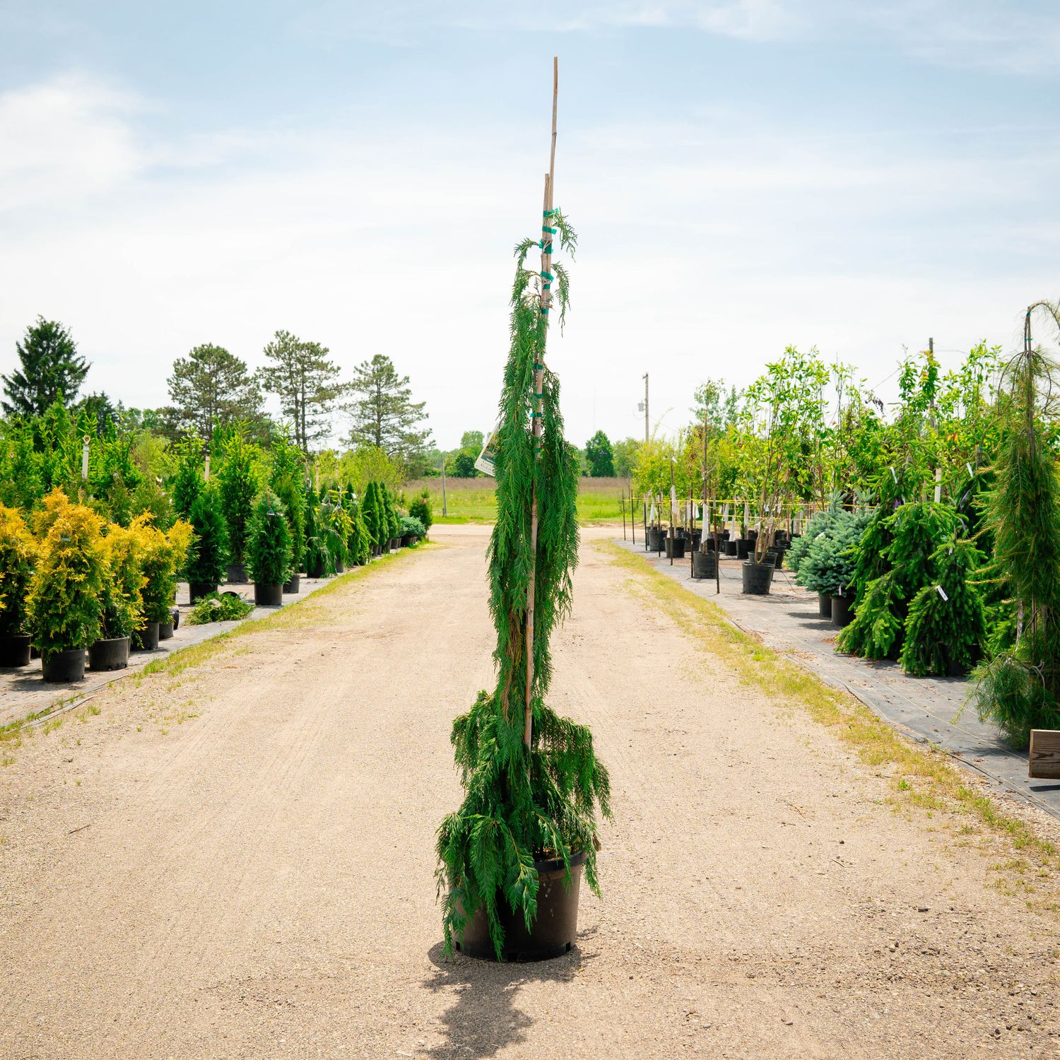 ALASKAN CEDAR, GREEN ARROW, #10