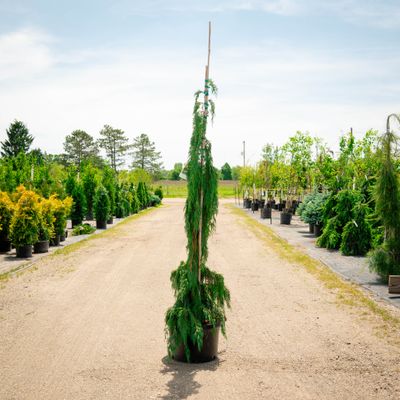 ALASKAN CEDAR, GREEN ARROW, #10