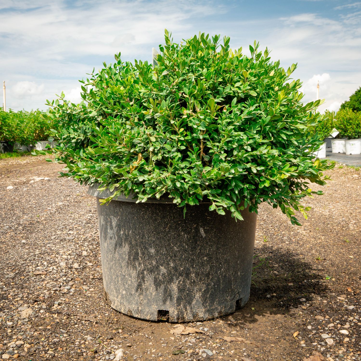 BOXWOOD, GREEN VELVET, #10
