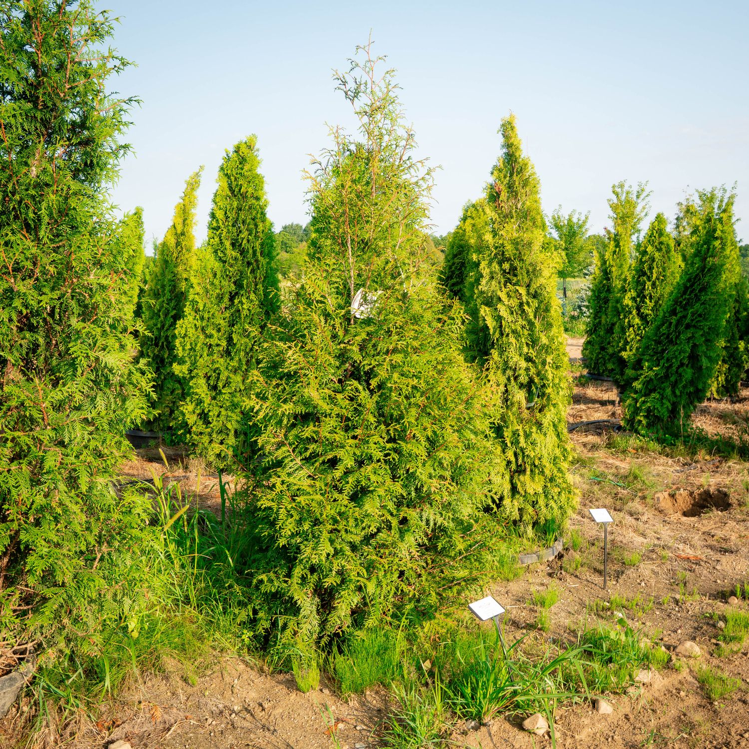 ARBORVITAE, LEPRECHAUN, #10