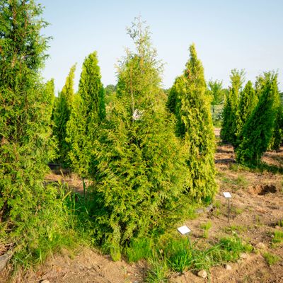 ARBORVITAE, LEPRECHAUN, #10