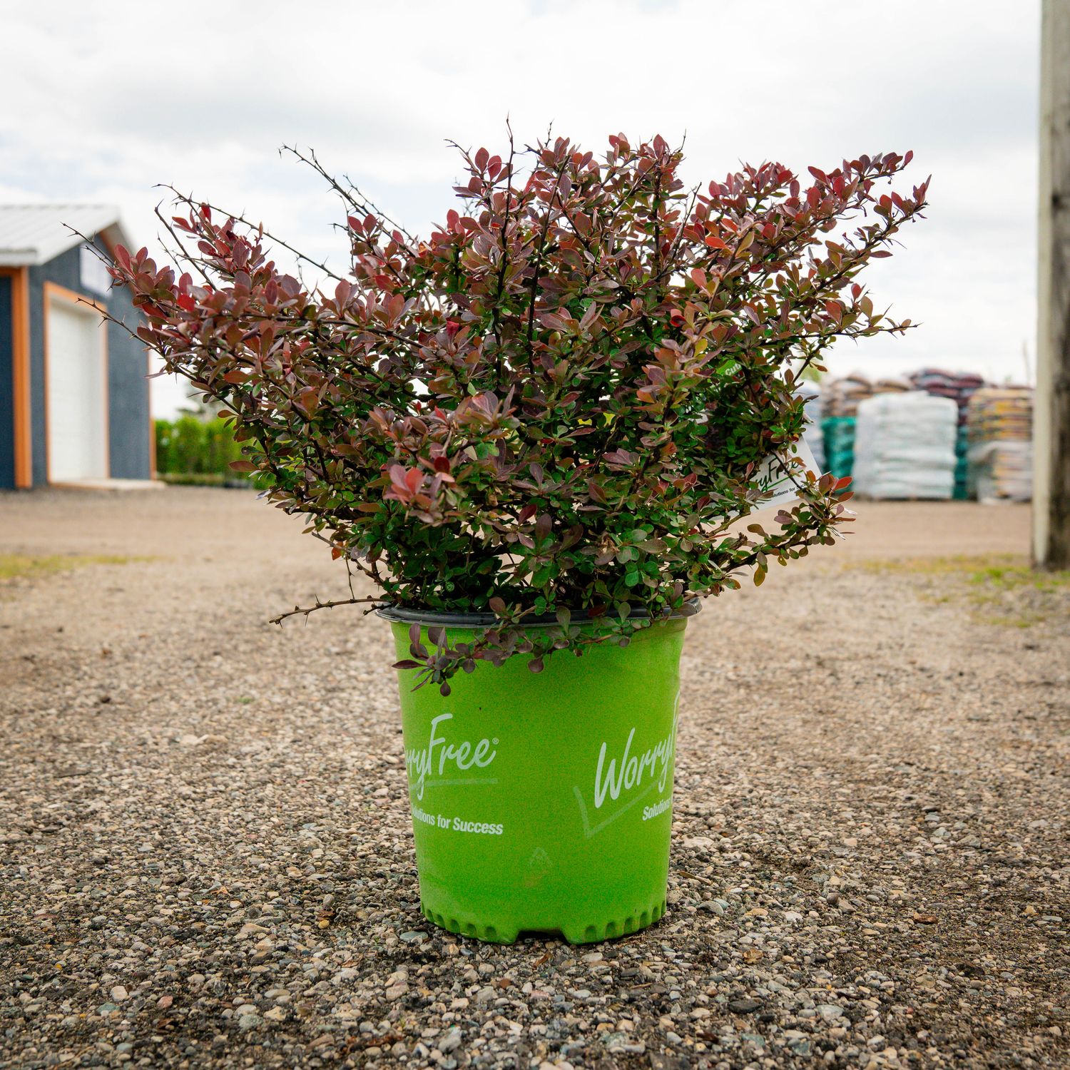 BARBERRY, CRIMSON CUTIE, #2