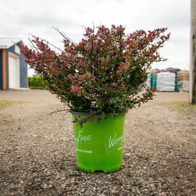BARBERRY, CRIMSON CUTIE, #2