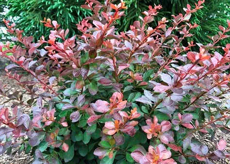 BARBERRY, CRIMSON CUTIE #2