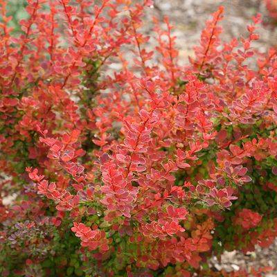BARBERRY, TANGELO #3
