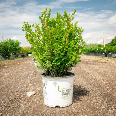 BOXWOOD, SPRINTER, #3