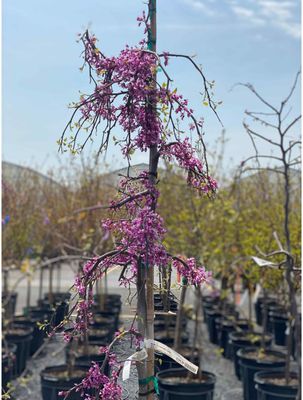 REDBUD, LAVENDER TWIST, #15