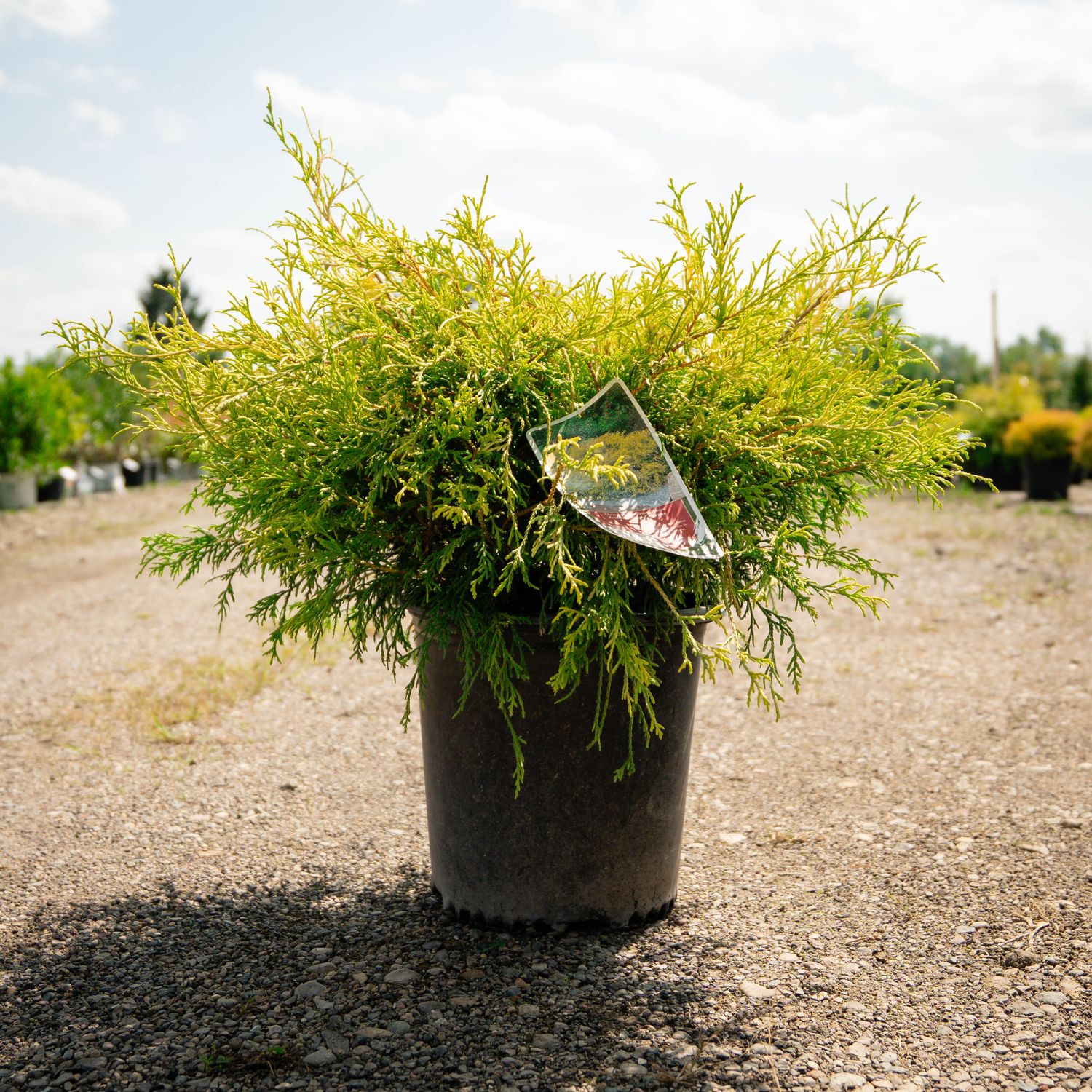 FALSE CYPRESS, GOLD MOP, #2