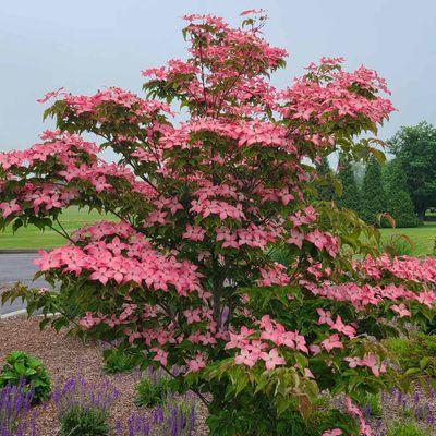 DOGWOOD, KOUSA, SCARLET FIRE, #10