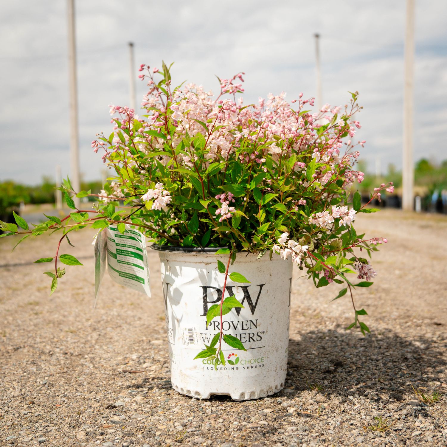 DEUTZIA, YUKI CHERRY BLOSSOM, #2