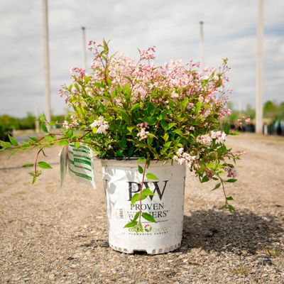 DEUTZIA, YUKI CHERRY BLOSSOM, #2