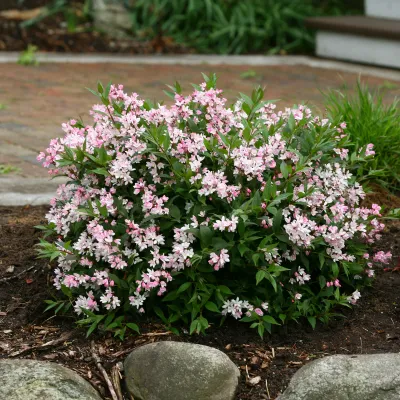 DEUTZIA, YUKI CHERRY BLOSSOM  #2