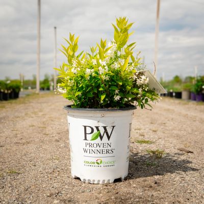 DEUTZIA, CHARDONNAY. PEARLS, #2