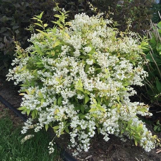 DEUTZIA, CHARDONNAY PEARLS #2