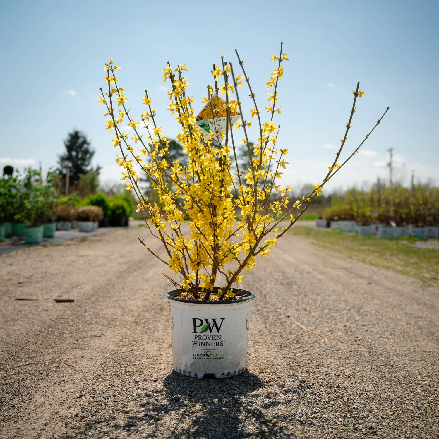 FORSYTHIA, SHOW OFF, #3