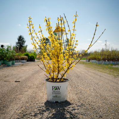 FORSYTHIA, SHOW OFF, #3