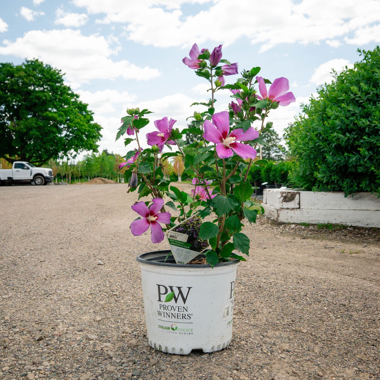 ROSE OF SHARON, PURPLE PILLAR, #3