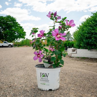 ROSE OF SHARON, PURPLE PILLAR, #3