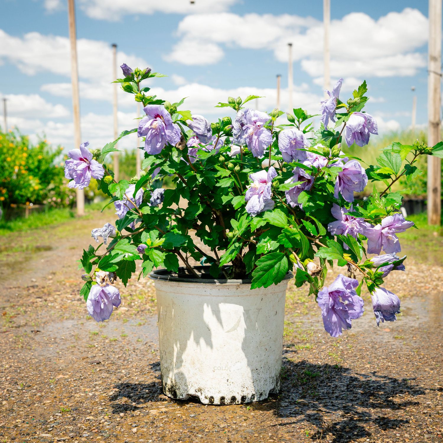 ROSE OF SHARON, BLUE CHIFFON, #3