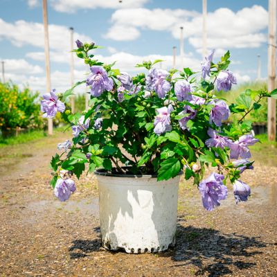 ROSE OF SHARON, BLUE CHIFFON, #3