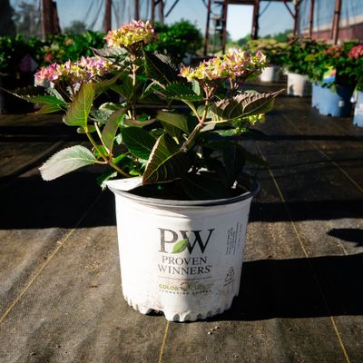 HYDRANGEA, LETS DANCE, CAN DO, #3
